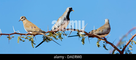 Namaqua colomba (Oena capensis), tre persone su un ramo spinoso, Sud Africa, Kgalagadi transfrontaliera Parco Nazionale, Capo Settentrionale Foto Stock