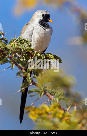 Namaqua colomba (Oena capensis), che poggiano su un ramo spinoso, Sud Africa, Kgalagadi transfrontaliera Parco Nazionale, Capo Settentrionale Foto Stock