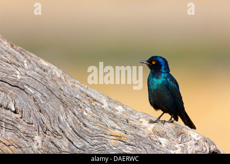 Rosso lucido con spallamento starling (Lamprotornis nitens), seduta su una roccia, Namibia, il Parco Nazionale di Etosha, Oshikoto Foto Stock