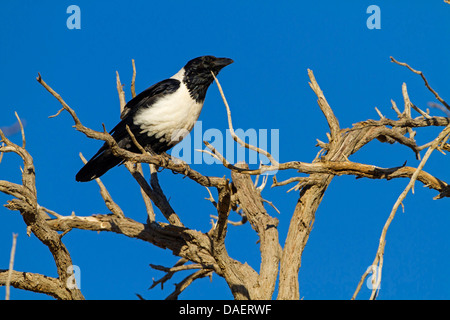 Pied crow (Corvus albus), seduto su un albero, Namibia, Namib Naukluft National Park, Hardap, Sesriem Foto Stock