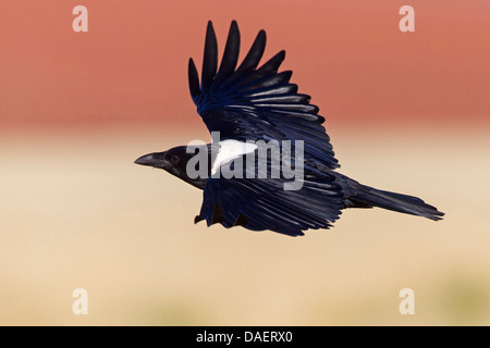 Pied crow (Corvus albus), seduto su un albero morto, Namibia, Namib Naukluft National Park, Hardap, Sesriem Foto Stock