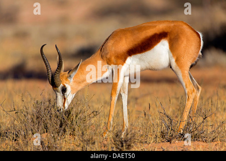Springbuck, springbok (Antidorcas marsupialis), in piedi su erba secca e di alimentazione, Namibia, Hardap, Namib Naukluft National Park, Sesriem Foto Stock