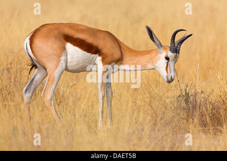 Springbuck, springbok (Antidorcas marsupialis), in piedi su erba secca, Namibia, Hardap, Namib Naukluft National Park, Sesriem Foto Stock