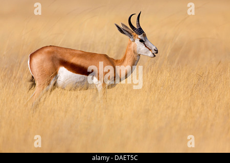 Springbuck, springbok (Antidorcas marsupialis), in piedi su erba secca, Namibia, Hardap, Namib Naukluft National Park, Sesriem Foto Stock