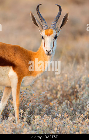 Springbuck, springbok (Antidorcas marsupialis), mezza lunghezza ritratto, Namibia, Oshikoto, Parco Nazionale Etosha Foto Stock