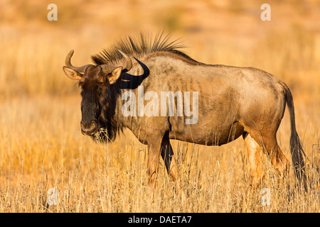 Blue GNU, borchiati gnu, bianco-barbuto GNU (Connochaetes taurinus), in piedi su erba secca e di alimentazione, Sud Africa, Northern Cape, Kgalagadi transfrontaliera Parco Nazionale Foto Stock