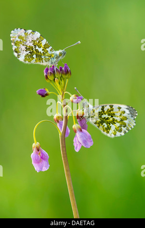 Arancio-punta (Anthocharis cardamines), seduti a un cucù fiore, Germania Foto Stock