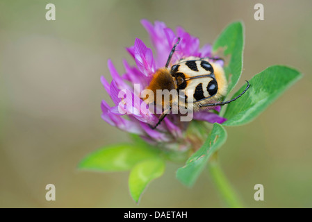 Bee chafer, bee beetle (Trichius fasciatus), il Trifolium pratense, Germania Foto Stock