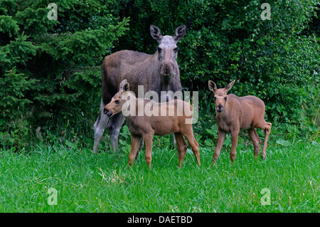 Elk, alci europea (Alces alces alces), mucca elk in piedi con i suoi due elks di vitello nella parte anteriore di una boccola, Norvegia Foto Stock