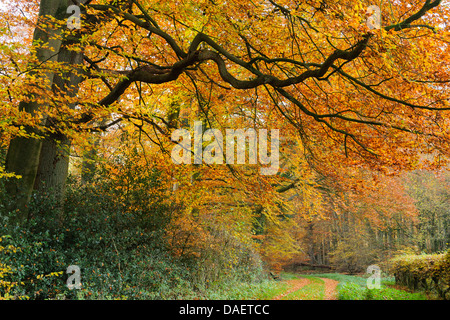 In beechforest Herrenholz, Germania, Bassa Sassonia, Goldenstedt Foto Stock