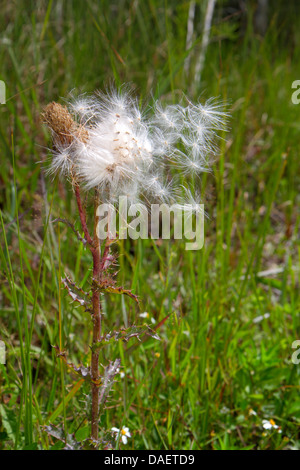 Miami Florida,Florida City,Everglades National Park,Main Park Road,Wind Disseed Seeds,FL130518070 Foto Stock