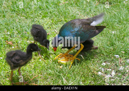 Fort ft. Lauderdale, Weston Florida, Fort ft. Lauderdale,Sawgrass Recreation Park,Everglades,Purple Gallinule,Porphyrio martinicus,Swamp hen,uccello,pulcini Foto Stock