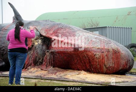 Una donna prende la foto di un morto capodoglio al porto a Meldorf, Germania, 17 novembre 2011. L'animale a filamento che sull'isola di Pellworm deve essere recuperato nei prossimi giorni e il suo scheletro è previsto per essere esposto al Museo di Storia Naturale di Muenster. Foto: Carsten Rehder Foto Stock