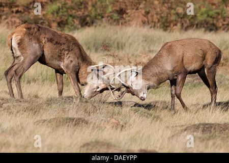 Red Deer Stags combattimenti Foto Stock
