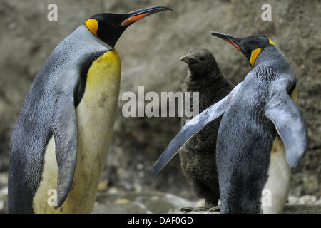 Un giovane re Penguin (C) si erge tra due animali più vecchi presso lo zoo di Wuppertal, Germania, 23 novembre 2011. Il piccolo pinguino è nato il 3 ottobre 2011. I suoi genitori e tre altri pinguini prendersi cura della sua alimentazione e sollevamento. Fino ad ora il neonato pinguini a Wuppertal Zoo ha dovuto essere sollevate dai detentori degli animali. L'animale non ha ancora un nome. Foto: MARIUS BECKER Foto Stock