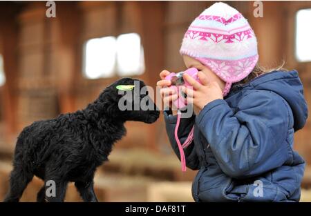 In nature preserve Lueneburger Heider, i quattro anni di Hanna Koch fotografie a 2,500 grammo pesanti Heidschnucke neonato agnello nel vicino Deimern, Germania, 12 febbraio 2011. Nei prossimi due o tre settimane circa 120 agnelli al giorno sono attesi per essere nato in totale circa duemila gli agnelli sono attesi. Foto: Philip Schulze Foto Stock