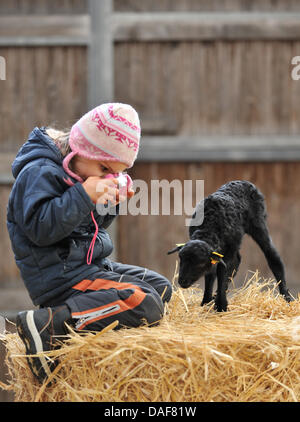 In nature preserve Lueneburger Heider, i quattro anni di Hanna Koch fotografie a 2,500 grammo pesanti Heidschnucke neonato agnello nel vicino Deimern, Germania, 12 febbraio 2011. Nei prossimi due o tre settimane circa 120 agnelli al giorno sono attesi per essere nato in totale circa duemila gli agnelli sono attesi. Foto: Philip Schulze Foto Stock