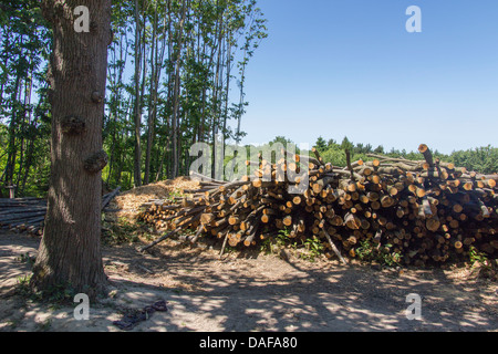 Pila di recente il taglio di legname Foto Stock