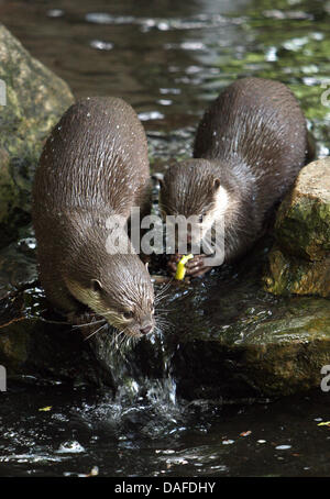 (Dpa) file di un file immagine datata 21 maggio 2008 di due Lontra europea in cerca di cibo in Wberswalde, Germania. La cicogna bianca è uno degli animali elencati come specie in via di estinzione dalla IUCN, eppure la sua popolazione è di recupero. Foto: Patrick Pleul Foto Stock