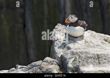 Puffin sono ' appollaiati su di una scogliera sul mare a farne interna del Northumberland, Inghilterra Foto Stock