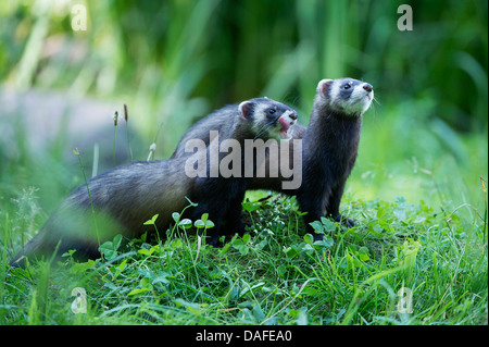 Polecat europea (Mustela putorius), due individui in un prato, Germania Foto Stock