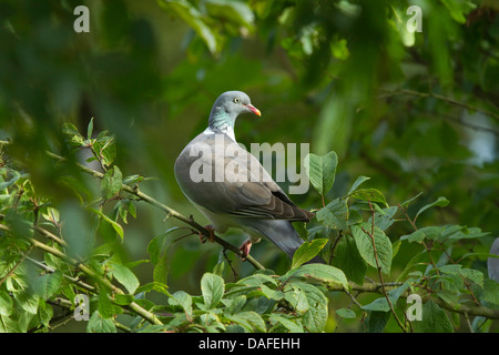 Il Colombaccio ( Columba palumbus), seduti su ramoscello, Germania Foto Stock