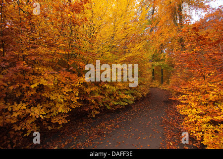 Comune di faggio (Fagus sylvatica), percorso di foresta in autunno, in Germania, in Renania settentrionale-Vestfalia, Sauerland Foto Stock