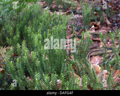 Rigido / clubmoss Lycopodium annotinum / Sprossender Bärlapp Foto Stock