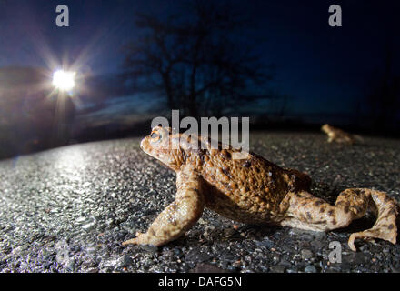 Un file immagine scattata il 21 marzo 2010 mostra un rospo che passa una strada Franfkurt Oder, Germania, 21 marzo 2010. Toad la migrazione inizia con l'aumento delle temperature a molla in Germania intorno all'inizio di marzo. Foto: Patrick Pleul Foto Stock