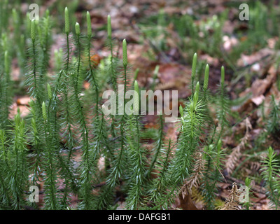 Rigido / clubmoss Lycopodium annotinum / Sprossender Bärlapp Foto Stock