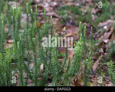 Rigido / clubmoss Lycopodium annotinum / Sprossender Bärlapp Foto Stock