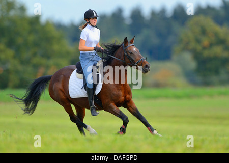 Arabian Thorougbred, riproduttori di razza di cavalli arabi (Equus przewalskii f. caballus), ragazza adolescente a cavallo di un polacco Thorougbred arabo in un prato, in Germania, in Baviera Foto Stock