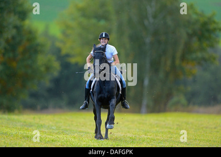 Il frisone cavallo (Equus przewalskii f. caballus), e giovane ragazza gallopping in un prato, in Germania, in Baviera Foto Stock