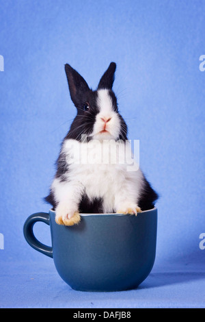 Coniglio nano (oryctolagus cuniculus f. domestica), giovane bunny in una tazza, Germania Foto Stock