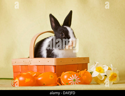 Coniglio nano (oryctolagus cuniculus f. domestica), con l'olandese-staim seduto in un cesto di Pasqua con le uova di Pasqua di fronte, Germania Foto Stock