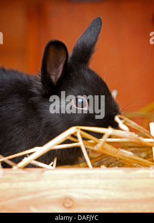 Coniglio nano (oryctolagus cuniculus f. domestica), giovane nero a pelo coniglio nano seduto in un hutch, Germania Foto Stock