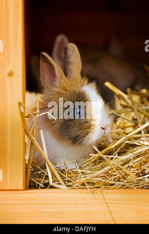 Lionhead rabbit (oryctolagus cuniculus f. domestica), giovane spotted Lionhead rabbit seduta nel hutch , Germania Foto Stock