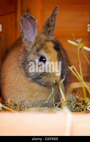 Coniglio nano (oryctolagus cuniculus f. domestica), giovane coniglio nano seduto in un coniglio hutch, Germania Foto Stock