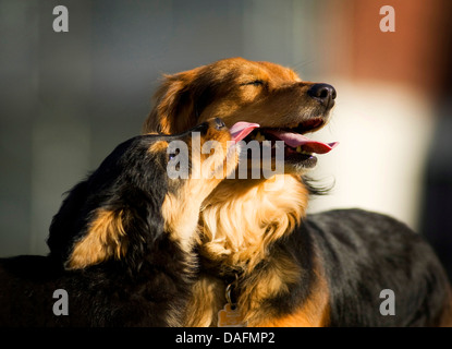 Razza cane (Canis lupus f. familiaris), cucciolo, mix di cane di razza di Old German Sheepdog e bassotto, leccare la bocca di sua madre, Germania Foto Stock