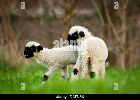 Vallese Blacknose, Vallese Blacknose pecore (Ovis ammon f. aries), agnelli giovani belati in un prato, Germania Foto Stock