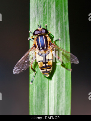 Tiger Hoverfly (helophilus pendulus) Foto Stock
