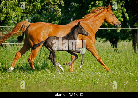 Wuerttemberger, Wurttemberger, Baden-Wuerttemberger, Baden-Wurttemberger (Equus przewalskii f. caballus), puledro galopping in un prato, Germania Foto Stock