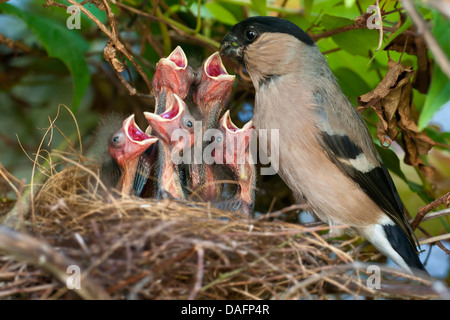 , Bullfinch ciuffolotto, bullfinch settentrionale (Pyrrhula pyrrhula), femmina alimentazione di pulcini, in Germania, in Renania settentrionale-Vestfalia Foto Stock