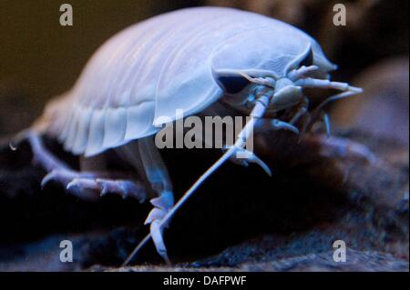 Un profondo acqua gigante Isopod (Bathynomus giganteus) nuota in Acquario dello zoo di Berlino in Germania, 09 dicembre 2011. Lo zoo-aquarium ha ricevuto quattro di questi animali dal Giappone. La specie può essere fino a 45 cenitmeters lungo e pesare fino a 1,7 kg. Essa vive in oceani Atlantico e Pacifico. Foto: SEBASTIAN KAHNERT Foto Stock