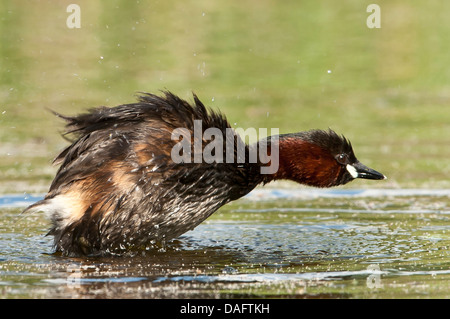 Tuffetto (Podiceps ruficollis, Tachybaptus ruficollis), agitando il suo piumaggio, in Germania, in Renania settentrionale-Vestfalia Foto Stock