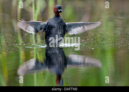 Tuffetto (Podiceps ruficollis, Tachybaptus ruficollis), agitando il suo piumaggio, in Germania, in Renania settentrionale-Vestfalia Foto Stock