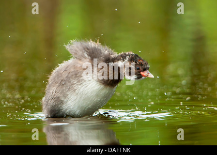 Tuffetto (Podiceps ruficollis, Tachybaptus ruficollis), cinque settimane neonata agitando l'acqua fuori il suo piumaggio, in Germania, in Renania settentrionale-Vestfalia Foto Stock