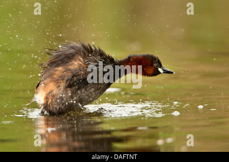 Tuffetto (Podiceps ruficollis, Tachybaptus ruficollis), agitando il suo piumaggio, in Germania, in Renania settentrionale-Vestfalia Foto Stock