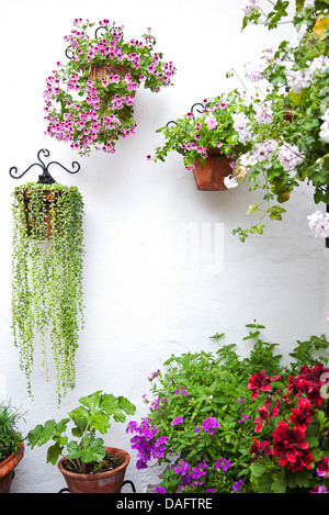 Parete con vasi di fiori. Foto Stock