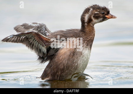 Tuffetto (Podiceps ruficollis, Tachybaptus ruficollis), sette settimane vecchi bambini sguazzare con i suoi piedi e svolazzamenti ali, in Germania, in Renania settentrionale-Vestfalia Foto Stock